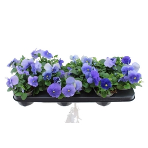 Viola F1 Pure Light Blue