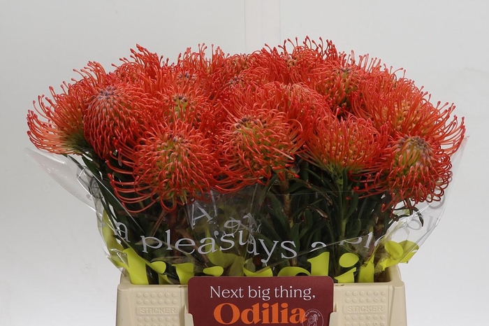 <h4>Nutans Succession</h4>