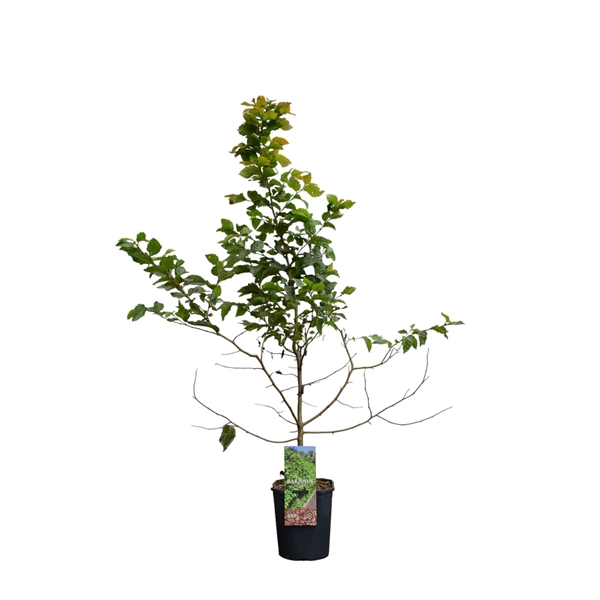 <h4>Carpinus betulus 80-100 cm c5 haag</h4>