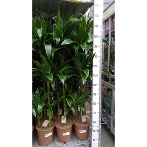 Dracaena fr de 'Art'