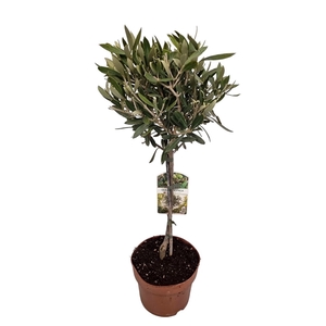 Olea Europaea Stem In Peatmoss - 1153