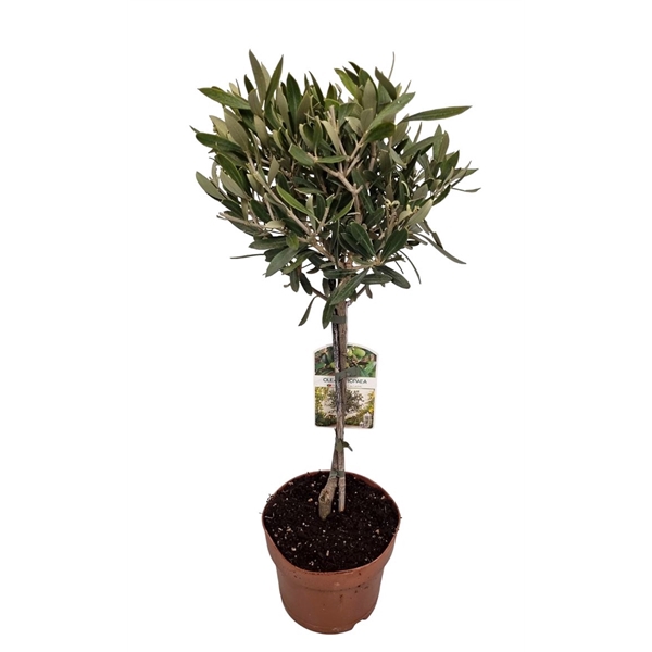 <h4>Olea Europaea Stem In Peatmoss - 1153</h4>