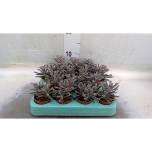 Kalanchoe NF tubiflora