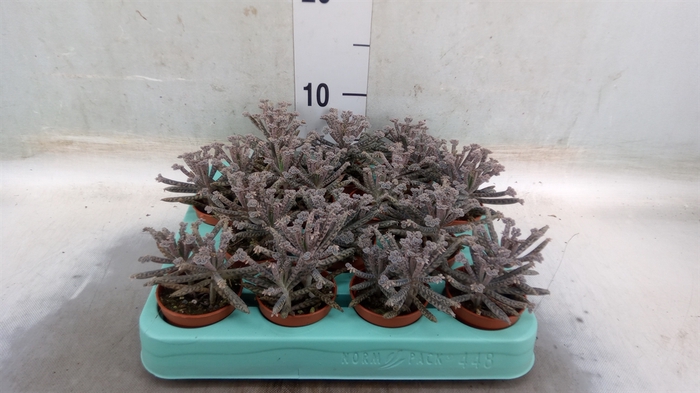 <h4>Kalanchoe NF tubiflora</h4>