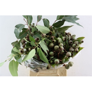 Euca Robusta Giant P Bunch