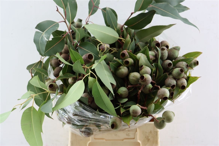 <h4>Euca Robusta Giant P Bunch</h4>