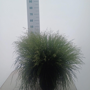 Deschampsia cespitosa