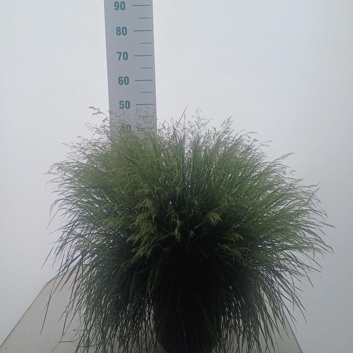 <h4>Deschampsia cespitosa</h4>