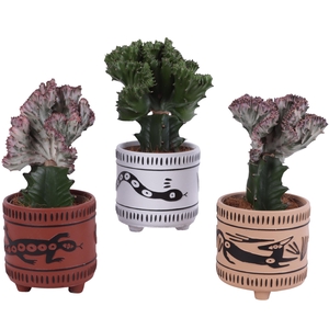 Cactus mix Euphorbia l. Ø12cm in Ø14cm Ceramic EV664