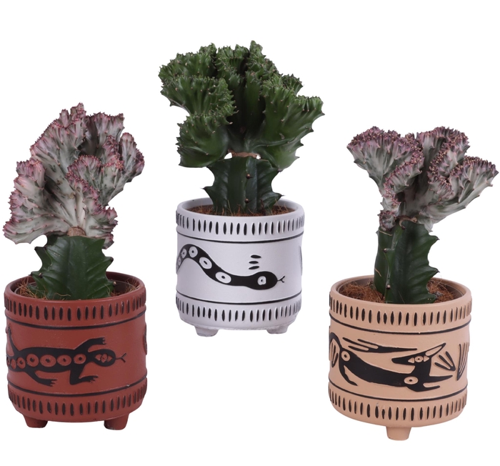 <h4>Cactus mix Euphorbia l. Ø12cm in Ø14cm Ceramic EV664</h4>