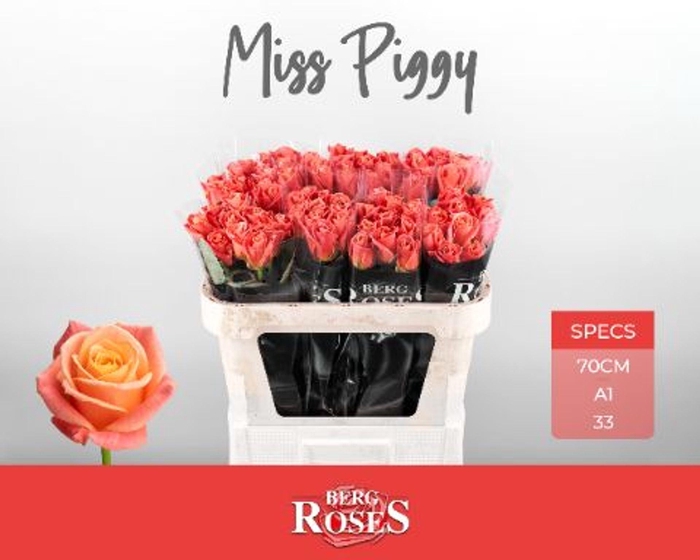 <h4>Rosa GR 'Miss Piggy'</h4>