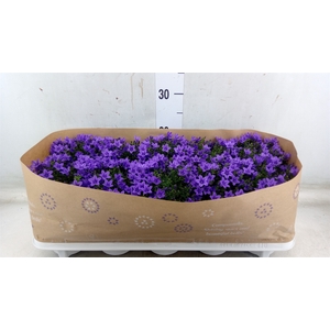 Campanula porten.