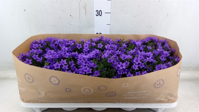 <h4>Campanula porten.</h4>