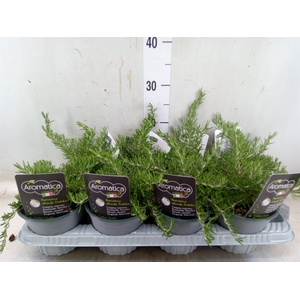Rosmarinus officinalis 'Prostratus'