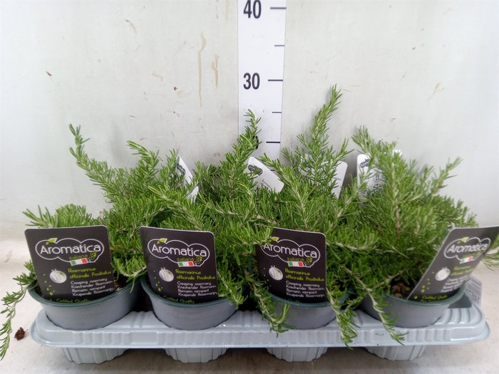 <h4>Rosmarinus officinalis 'Prostratus'</h4>