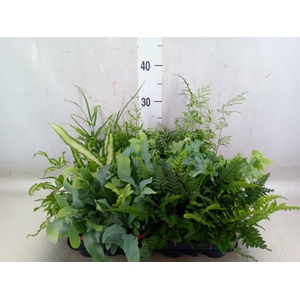 Ferns   ...mix