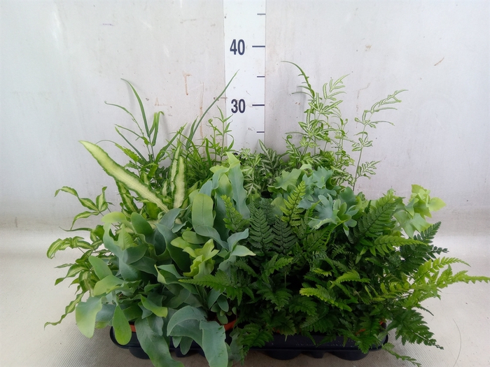 <h4>Ferns   ...mix</h4>