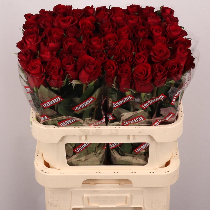 <h4>R GR EVER RED</h4>