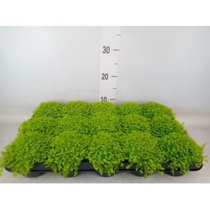 Soleirolia soleirolii 'Aurea'