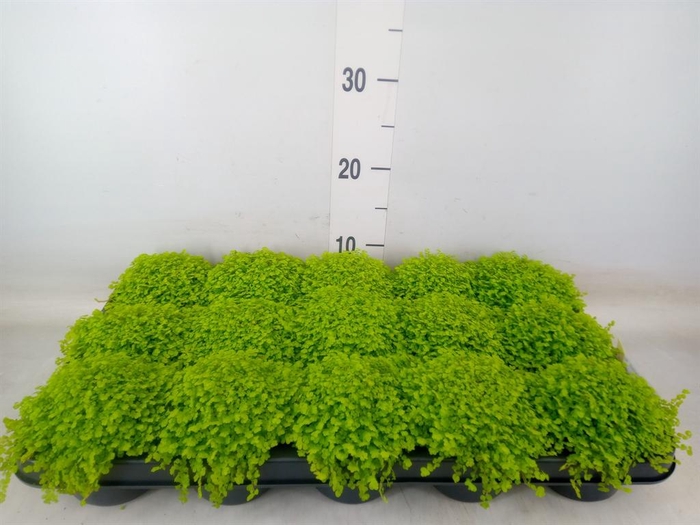 <h4>Soleirolia soleirolii 'Aurea'</h4>