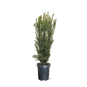Taxus media 'Hillii' (zonder etiket)