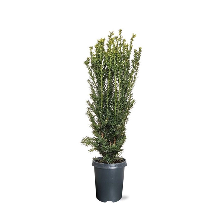 <h4>Taxus media 'Hillii' (zonder etiket)</h4>