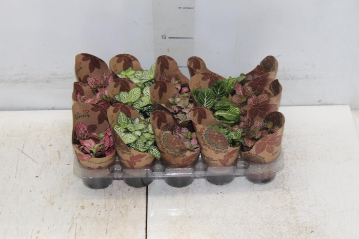 <h4>FITONIA FOLHA FINA P06</h4>