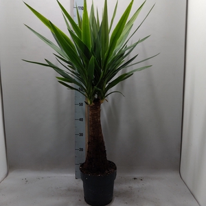 YUC ELEPHANTIPES