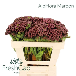 Albiflora Maroon