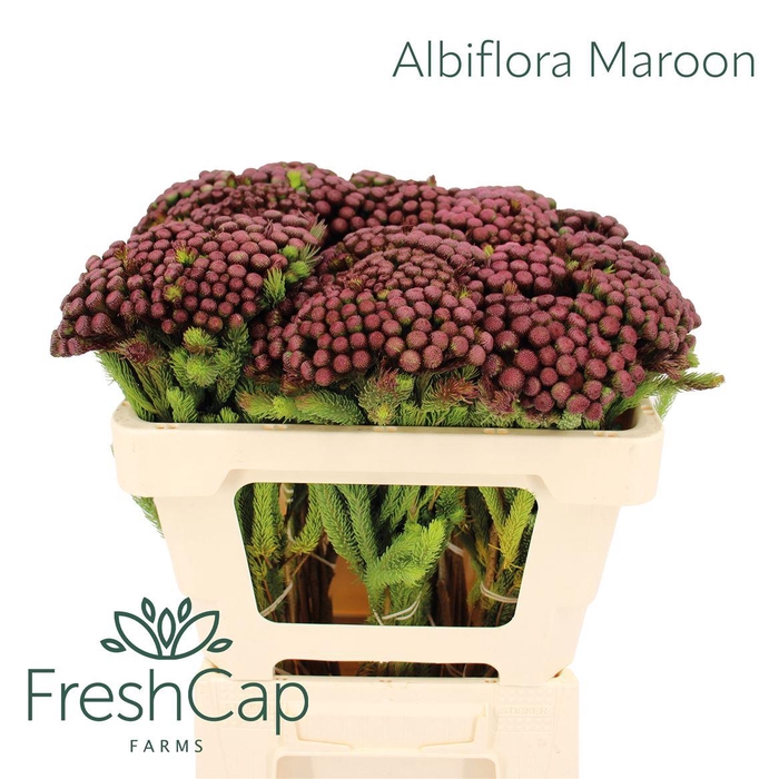 <h4>Albiflora Maroon</h4>