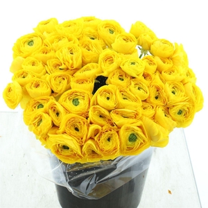 Ran Su Sr Ceres Yellow Super Sup