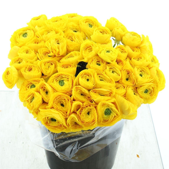 <h4>Ran Su Sr Ceres Yellow Super Sup</h4>