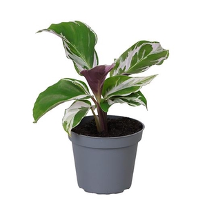 CALATHEA SPECIES P6 WHITE MIRACLE