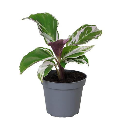 <h4>CALATHEA SPECIES P6 WHITE MIRACLE</h4>