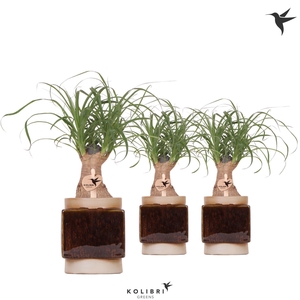 Kolibri Greens Beaucarnea in Classy Cube pot