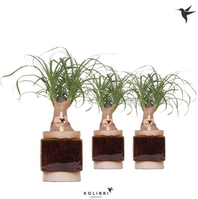 <h4>Kolibri Greens Beaucarnea in Classy Cube pot</h4>