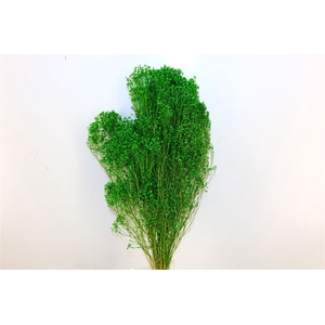 Dried Broom Bloom Green Bunch Poly