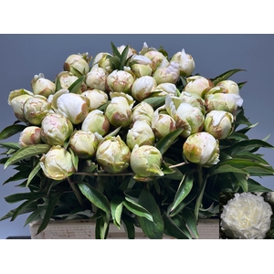 PAEO L PUFFED COTTON
