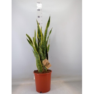 Sansevieria trifa. 'Laurentii'