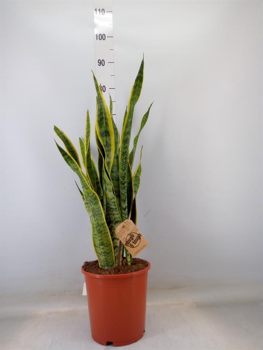 <h4>Sansevieria trifa. 'Laurentii'</h4>