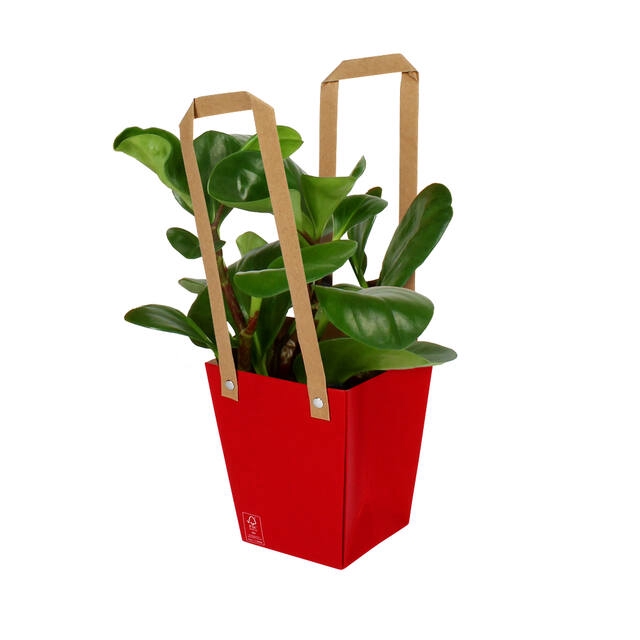 <h4>Bag Energy Carton 13x9.5xH15cm red 10/bag</h4>