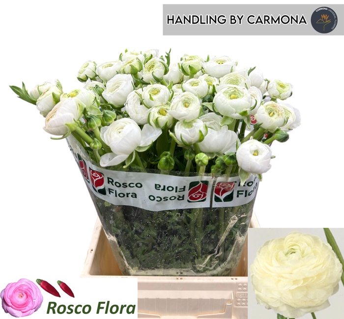 <h4>RAN EL WHITE</h4>