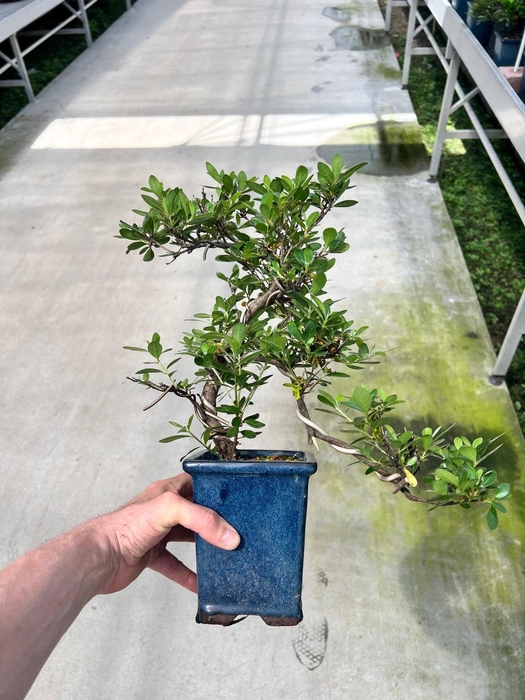 <h4>Rhododendron indicum, 12 cm broom, cascade without drip tray</h4>