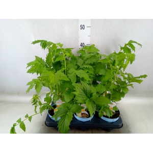 Valeriana officinalis