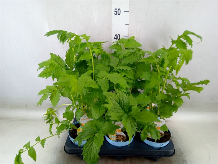 <h4>Valeriana officinalis</h4>