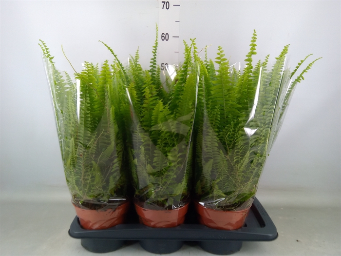 <h4>Nephrolepis exal. 'Green Lady'</h4>