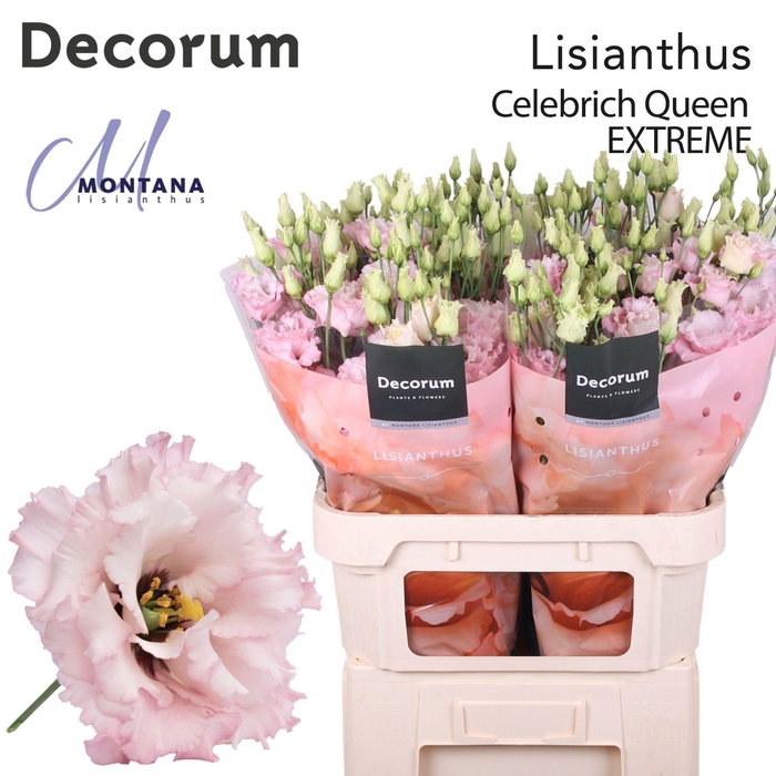<h4>Lisianthus Celebrich queen EXTREME</h4>