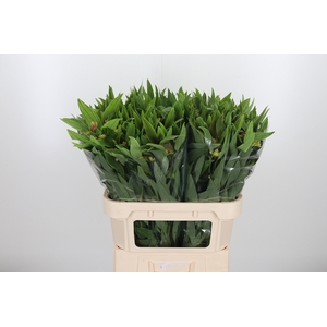 Alstroemeria Dancing Queen 85 Gram