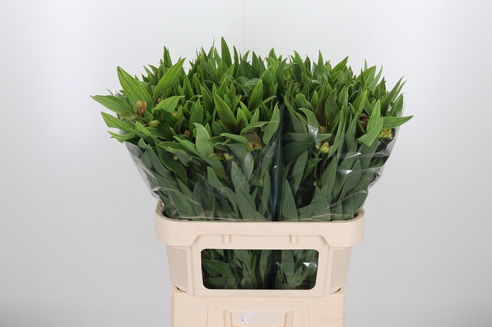 <h4>Alstroemeria Dancing Queen 85 Gram</h4>