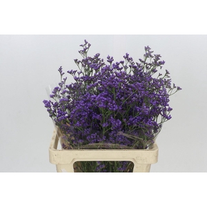 Limonium Maine Blue